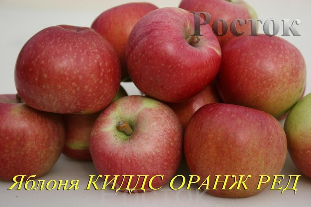 Сорт яблок для украины Сорт яблок для украины