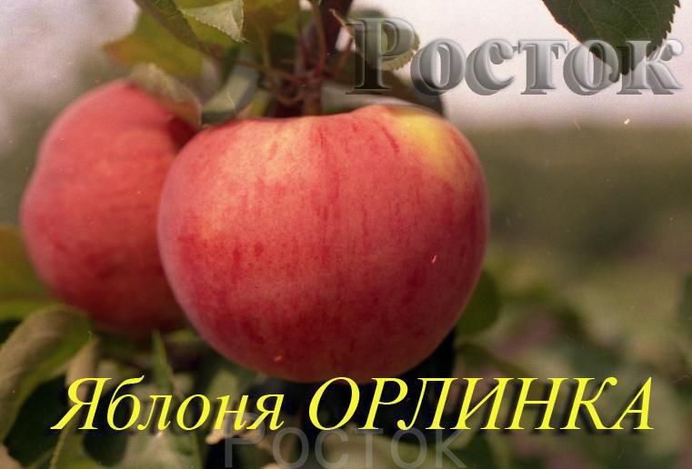 Яблоня «Орлинка» - описание сорта, фото, отзывы садоводов Посадка и уход Яблоня Орлинка : фото и описание сорта, отзывы