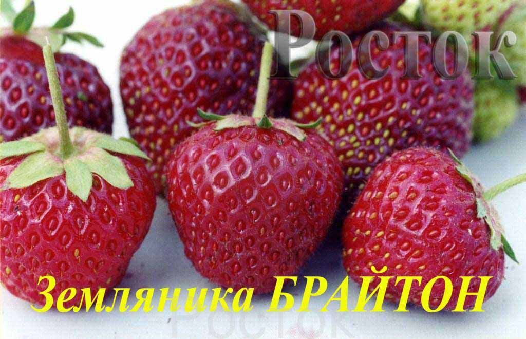Сорт клубники брайтон отзывы фото Сорт клубники брайтон отзывы фото