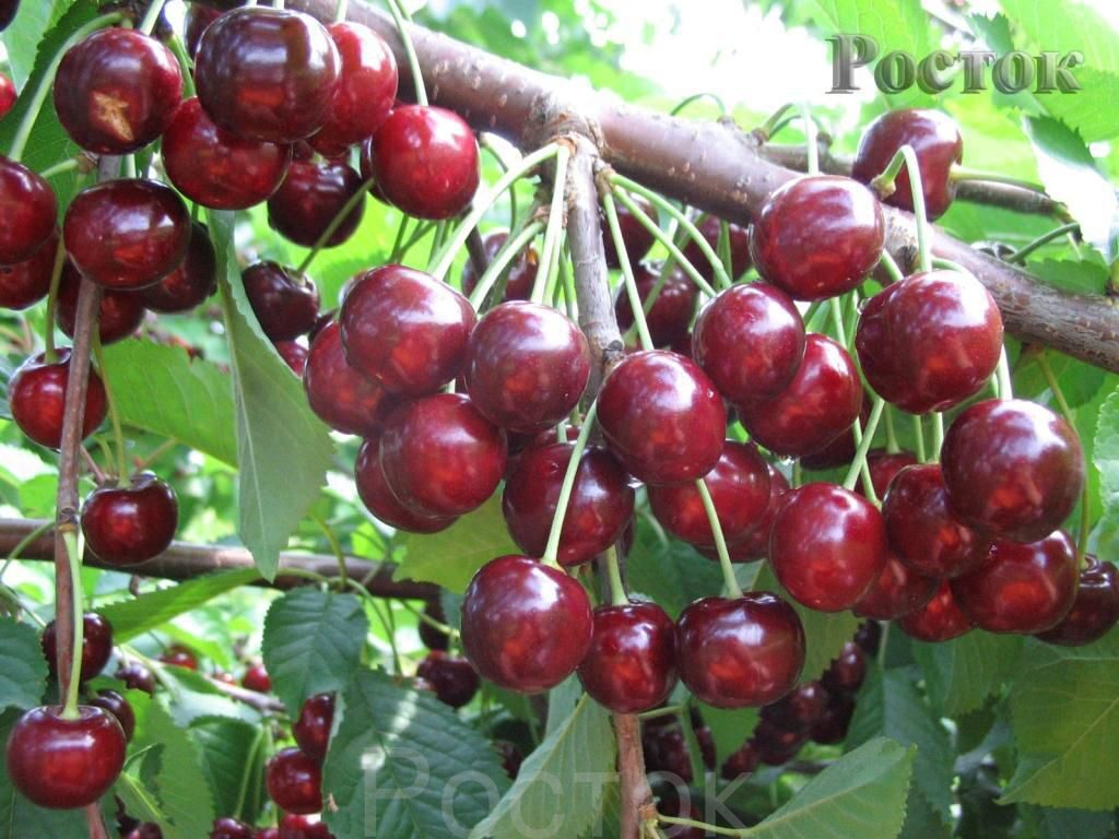 http://rostok-agro.oml.ru/d/69789/d/3_26.jpg